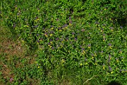 IMG_2555