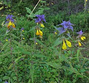 IMG_8631