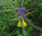 IMG_8641