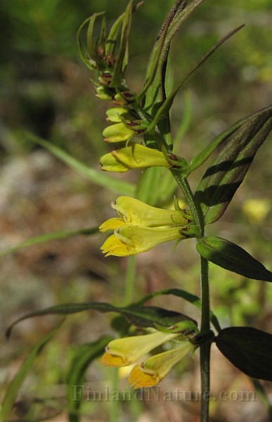 Melampyrum_pratense1.jpg