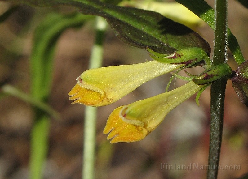 Melampyrum_pratense3.jpg