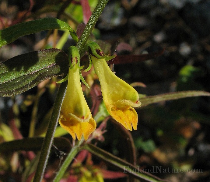 Melampyrum_pratense5.jpg