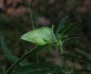 IMG_3343