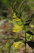 Melampyrum_pratense1