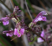 IMG_6805