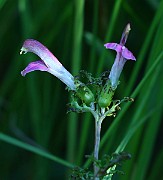 IMG_9954
