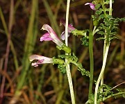 IMG_9958
