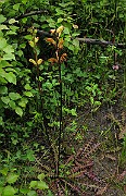 IMG_7532