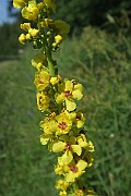 IMG_0133