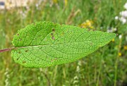 IMG_3973