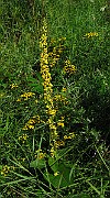 IMG_3976