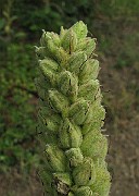 IMG_2917