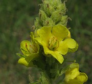 IMG_2919
