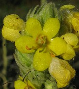 IMG_6341
