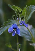 IMG_2007