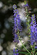 IMG_0618