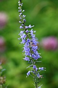 IMG_1107