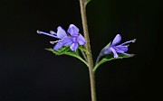 IMG_1111
