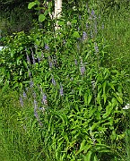 IMG_7355