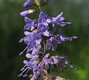 IMG_7358
