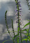 IMG_7366