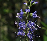 IMG_9146