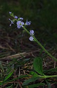 IMG_2641