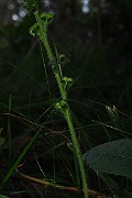 IMG_2642