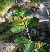 IMG_4323