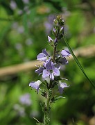 IMG_6240