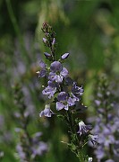 IMG_6243