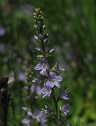 IMG_6244