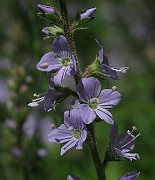 IMG_6244b