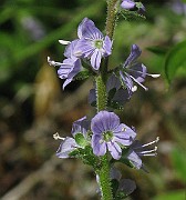 IMG_6248b