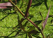 IMG_8005