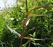 IMG_8010