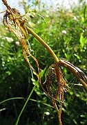 IMG_8011