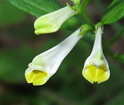 Melampyrum pratense