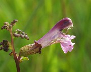 Pedicularis palustris