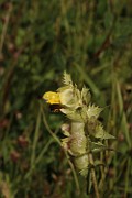 Rhinanthus serotinus