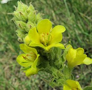 Verbascum thapsus