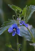 Veronica chamaedrys