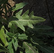IMG_7271