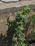 IMG_7272