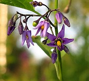 IMG_1781