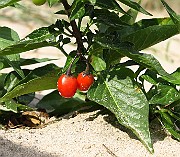 IMG_2633
