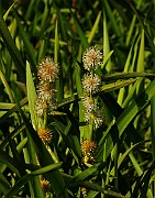 IMG_6450