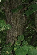 IMG_7064