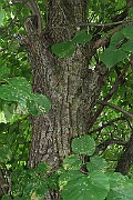IMG_7065