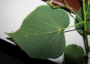 IMG_7154
